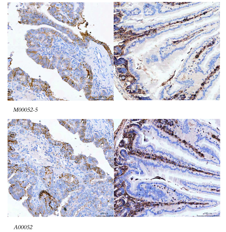 Independent antibody validation